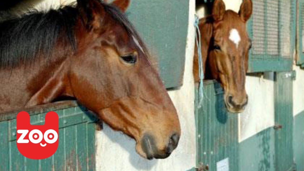 South Korean Horse Therapy to Help Internet Addicted Children