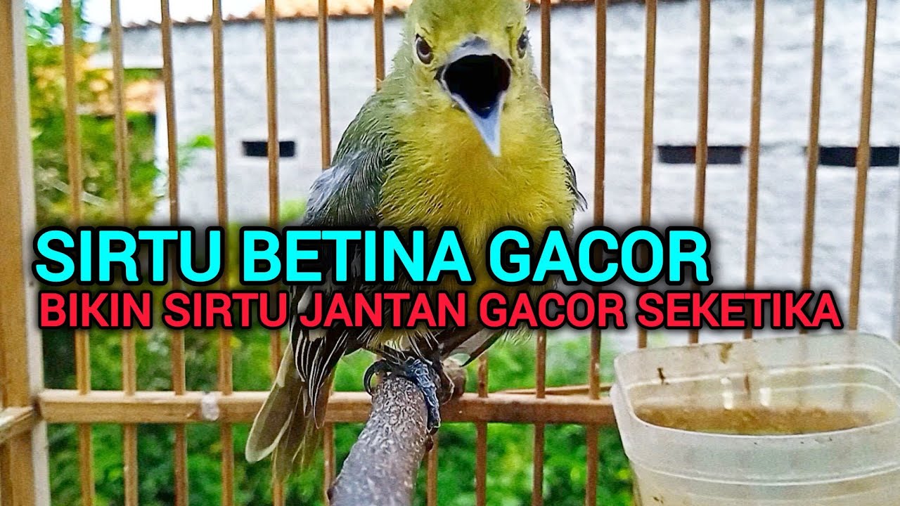 SIRTU BETINA GACOR SUARA PALING AMPUH UNTUK PANCINGAN SIRTU JANTAN LANGSUNG NYAUT SEMUA