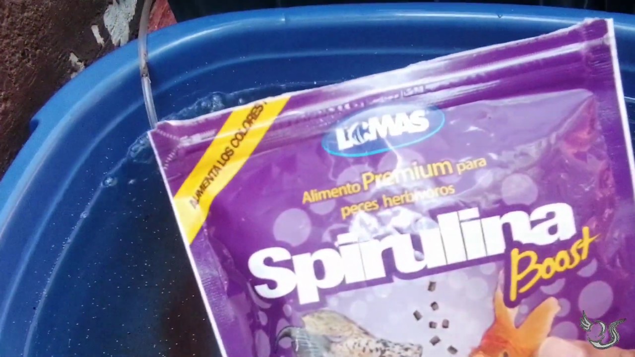 PULGA DE AGUA O DAPHNIA COMO LA TRATO PARA DAR DE COMER A AJOLOTES BEBES