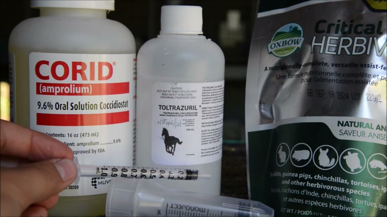 How to Treat Coccidiosis Effectively in Rabbits