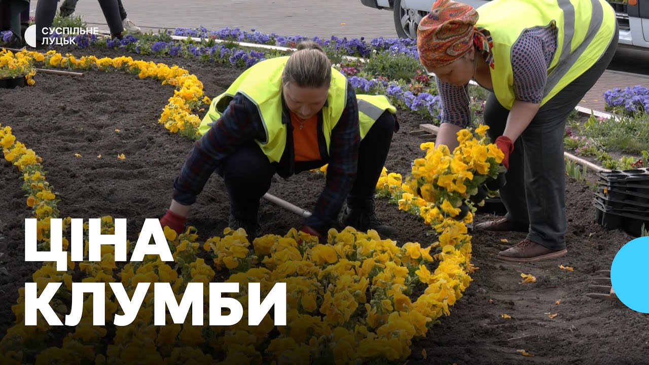 Які квіти висаджують у Луцьку і скільки це коштує