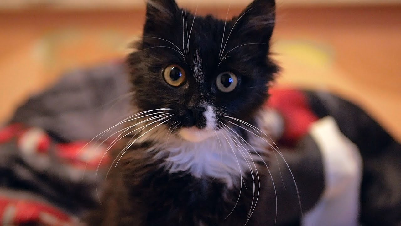 Rescued Kitten After Surgery