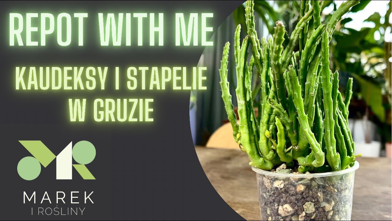 Repot with me - przesadzam kaudeksy i stapelie do gruzu i gadam😜