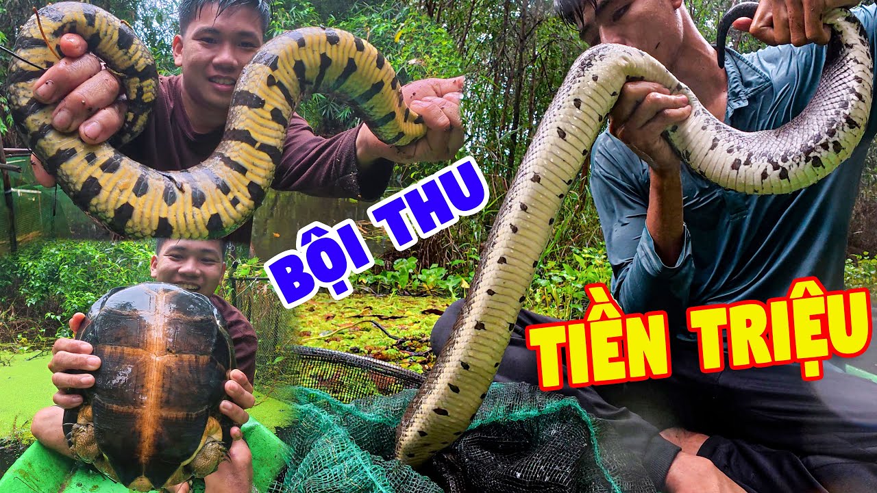 Thăm Dớn Sau Nhiều Ngày Bắt Ong Dính Nhiều Không Tưởng