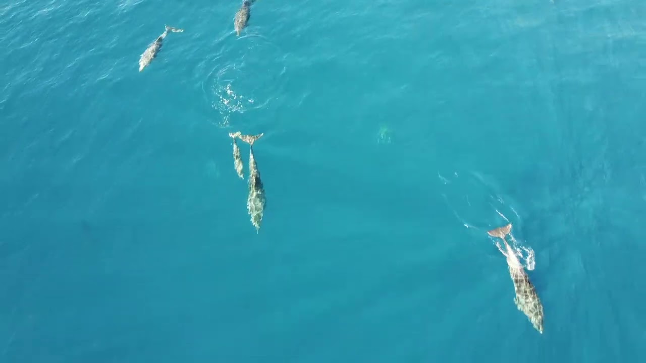delfini pred Njivicam
