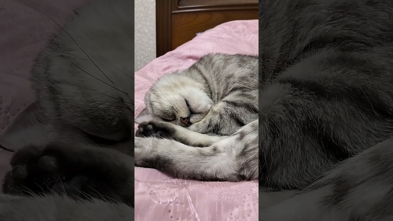 Как хорошо выглядеть на пляже?!? #юмор #веселыекоты #cat #видосыоткота #кот #прикольныекоты #прикол