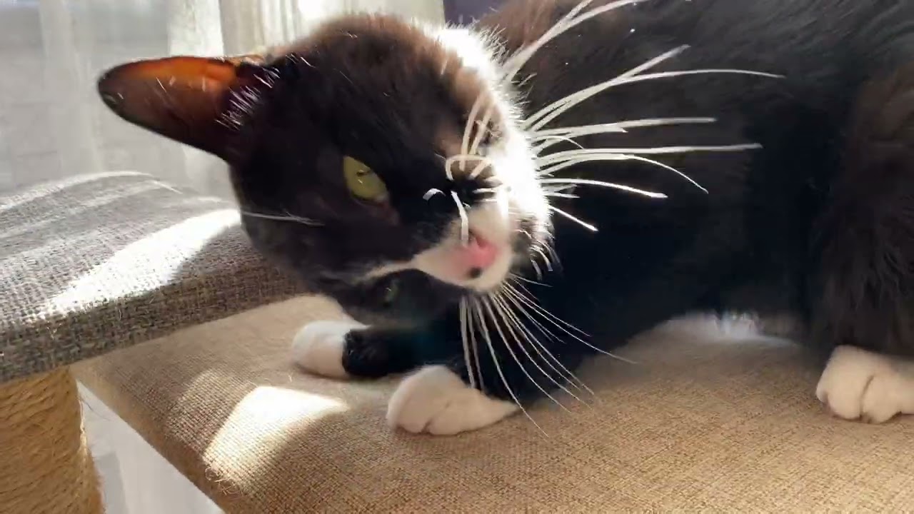 はちわれ猫のお散歩を同行