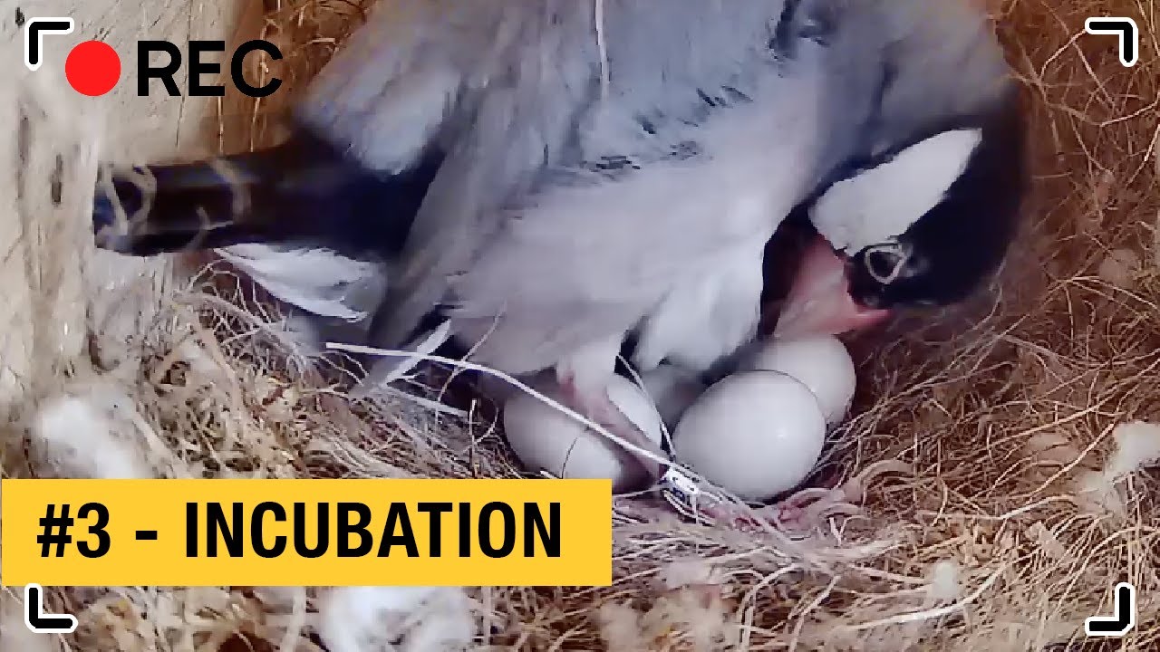 Henri & Paulette #3 : INCUBATION | Java sparrow - Padda - ブンチョウ Buncho 文鳥ら| Nest box camera
