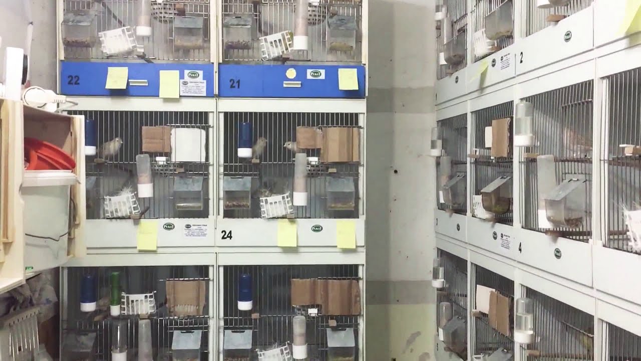 Farbkanarien Isabell in der Zucht Vorbereitung