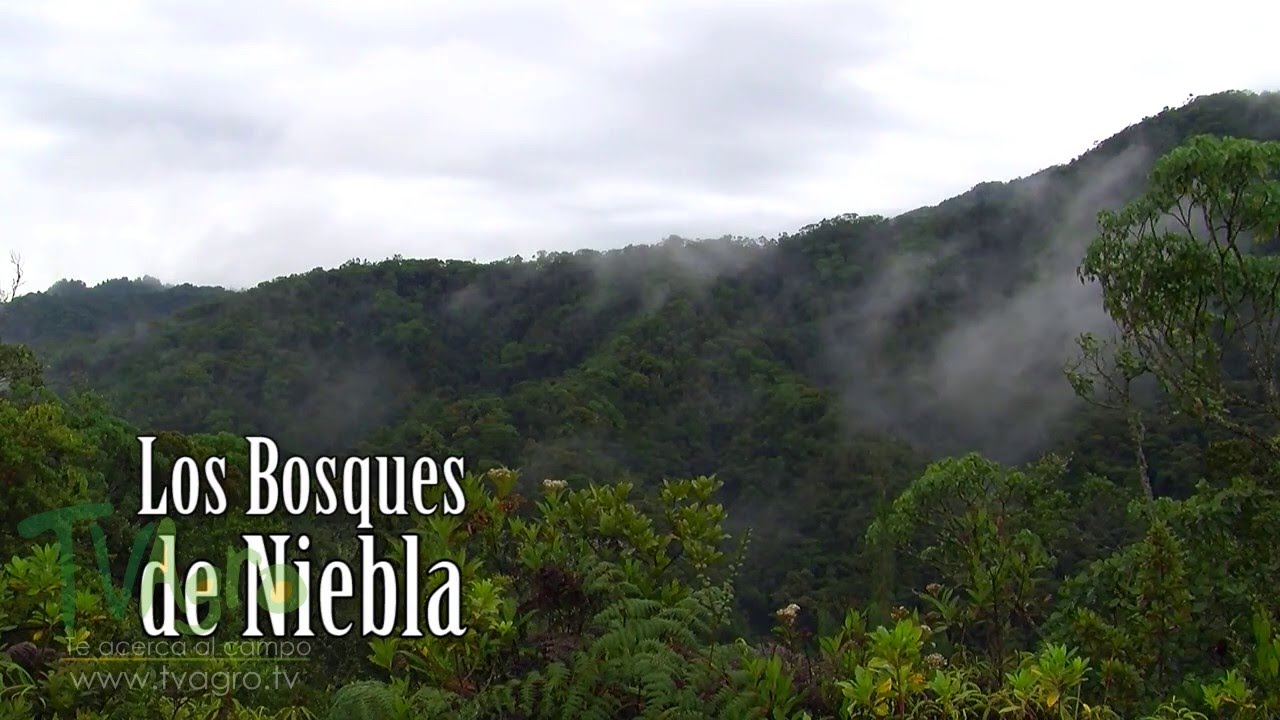 Qu&eacute; son los bosques de niebla - TvAgro por Juan Gonzalo Angel