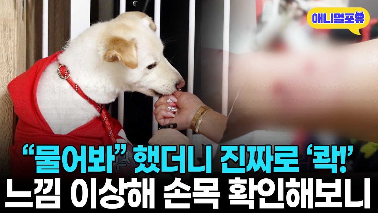 '살점이 너덜너덜..' 강형욱도 충격받은 주인 처참하게 물어 뜯는 개 I KBS 개는 훌륭하다 230501 방송