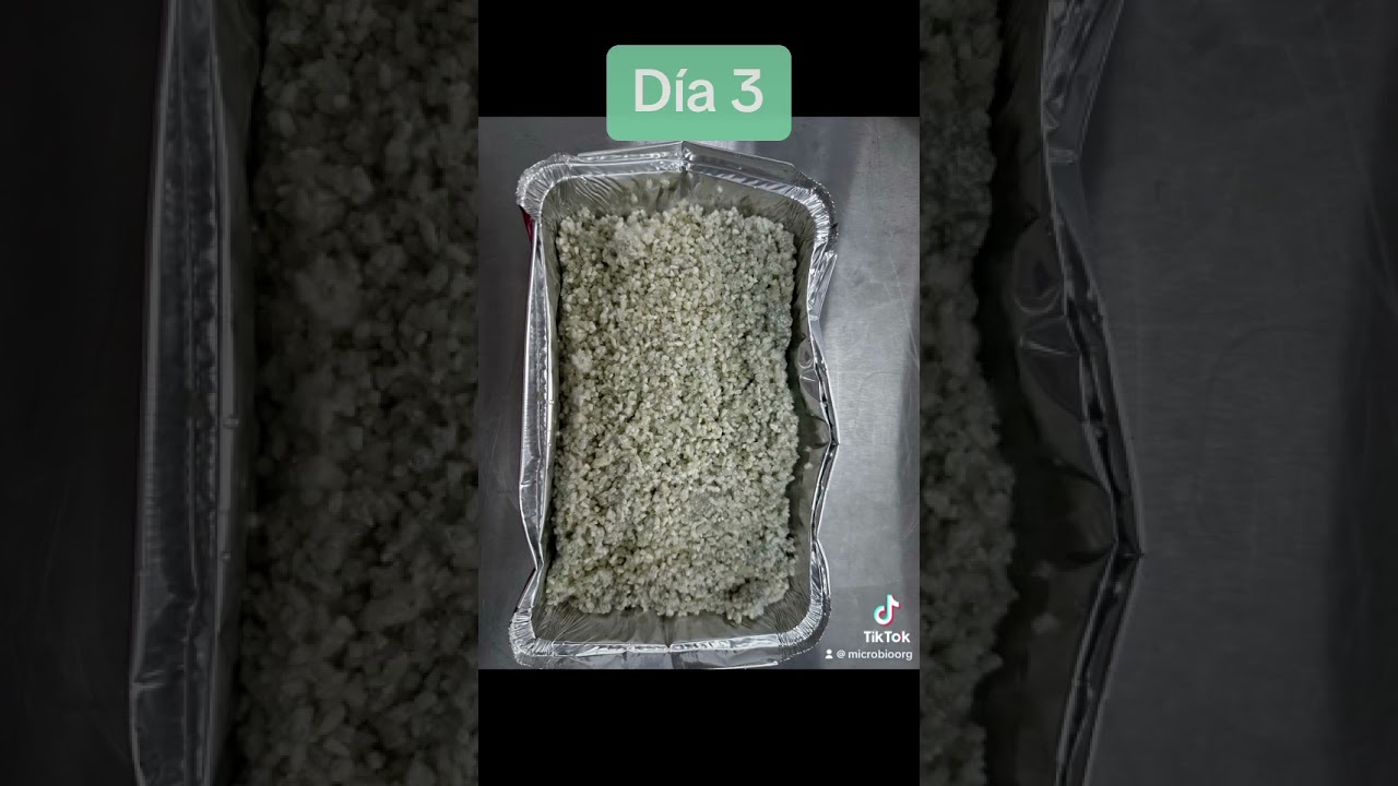Desarrollo de Trichoderma en sustrato #microbiologia #trichoderma #biology