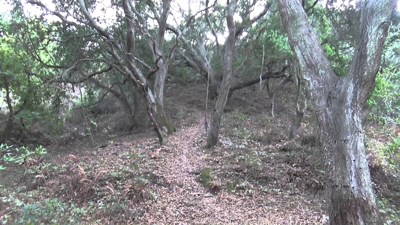 Wildcat Canyon from Berkeley side and down 1-3-2016