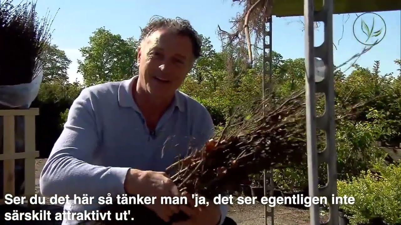 Barrotade l&ouml;vf&auml;llande h&auml;ckv&auml;xter | tips och underh&aring;ll