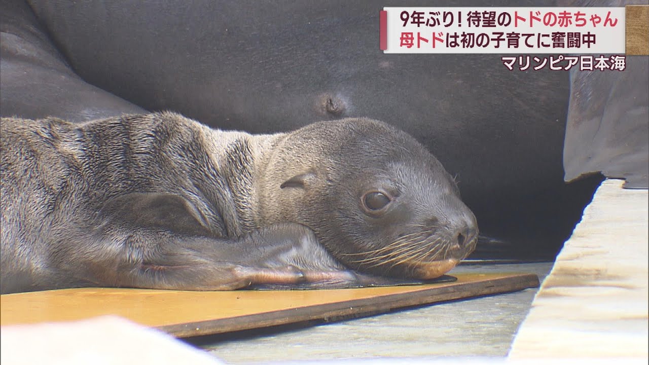トドの赤ちゃん待望の誕生 初めての子育てお母さんトド奮闘中　スーパーJにいがた7月3日OA