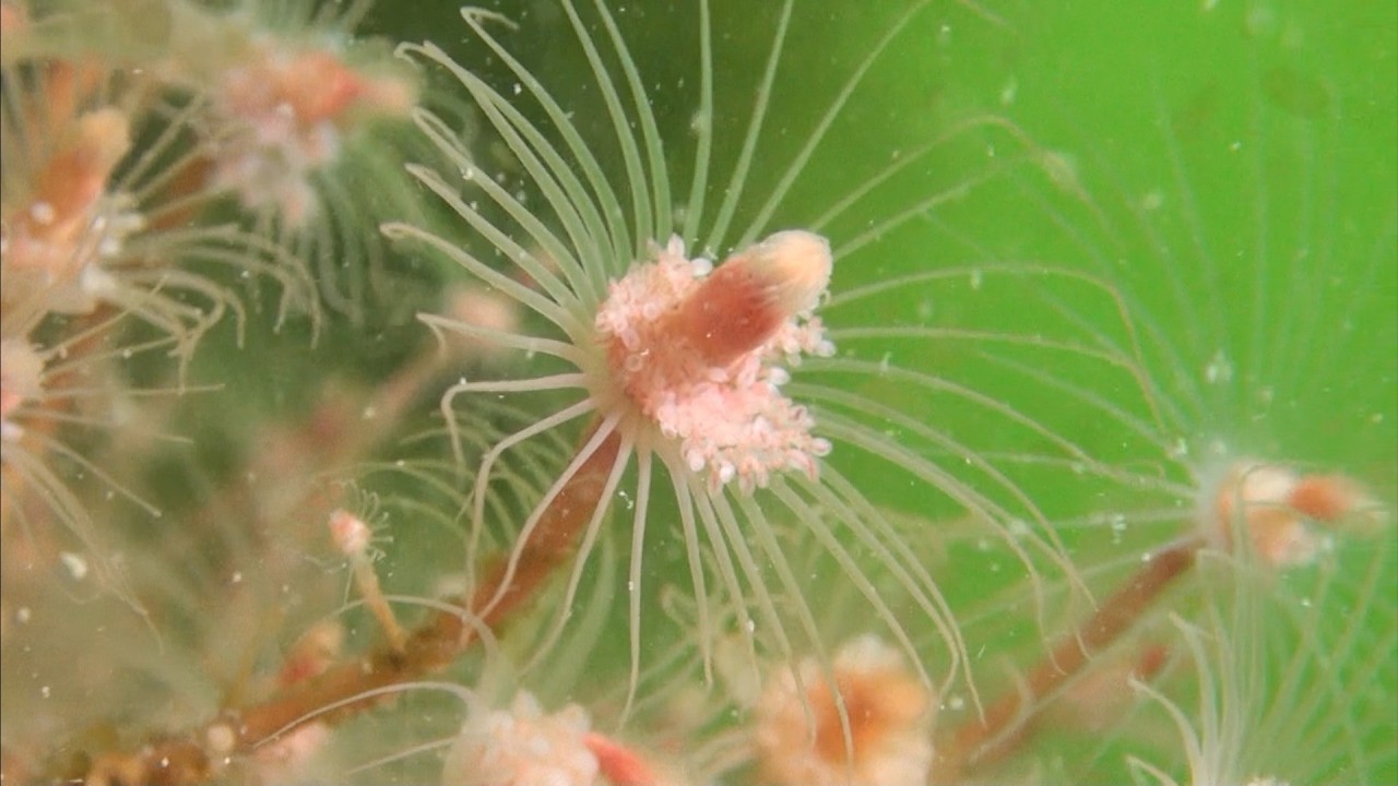 Penneschaft | Zeeland onder water