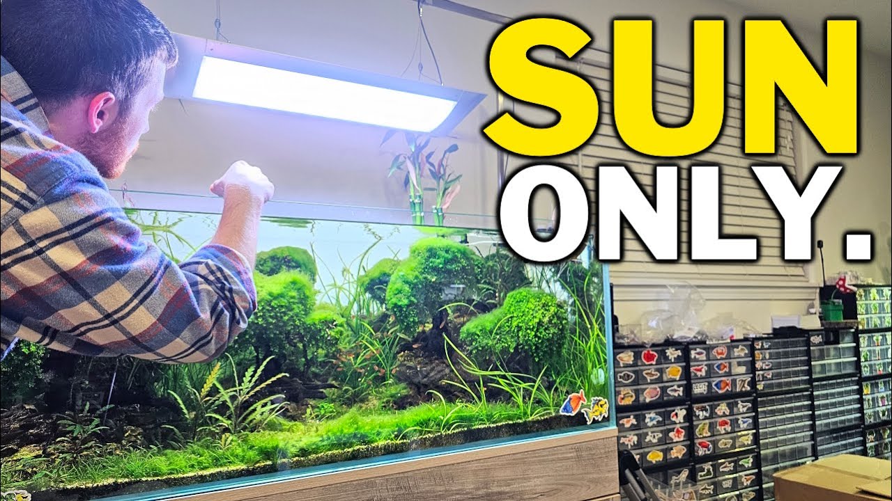 Can ONLY SUNLIGHT Grow Your Aquarium Plants?