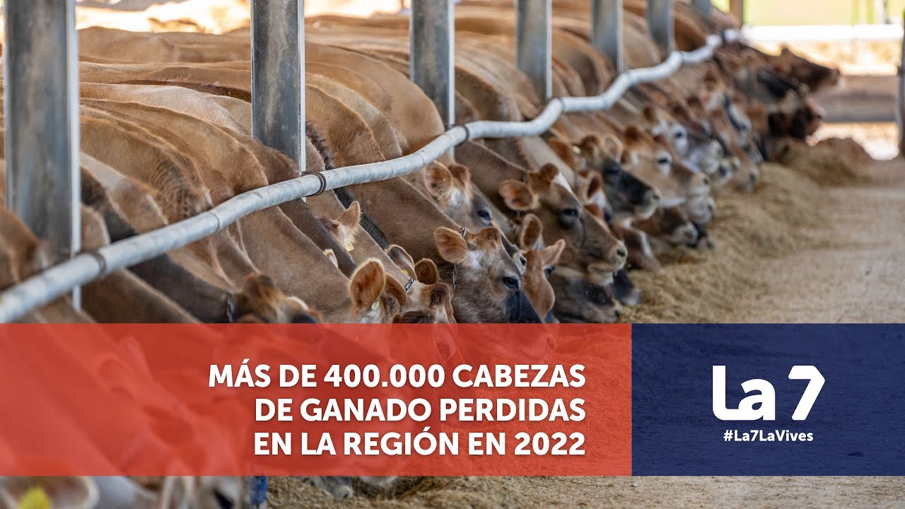 Más de 400.000 cabezas de ganado perdidas en la Región en 2022 | La 7