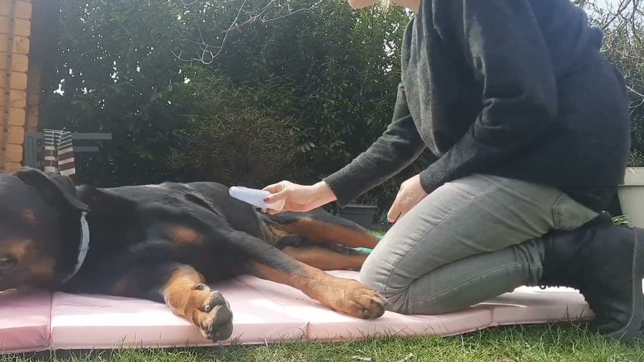 Vorbereitung auf das Herzultraschall beim Hund