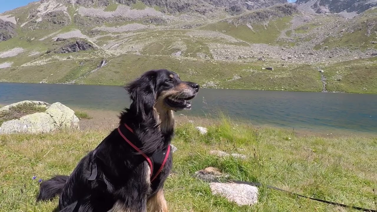 Polly heut am Leg Grevasalvas See