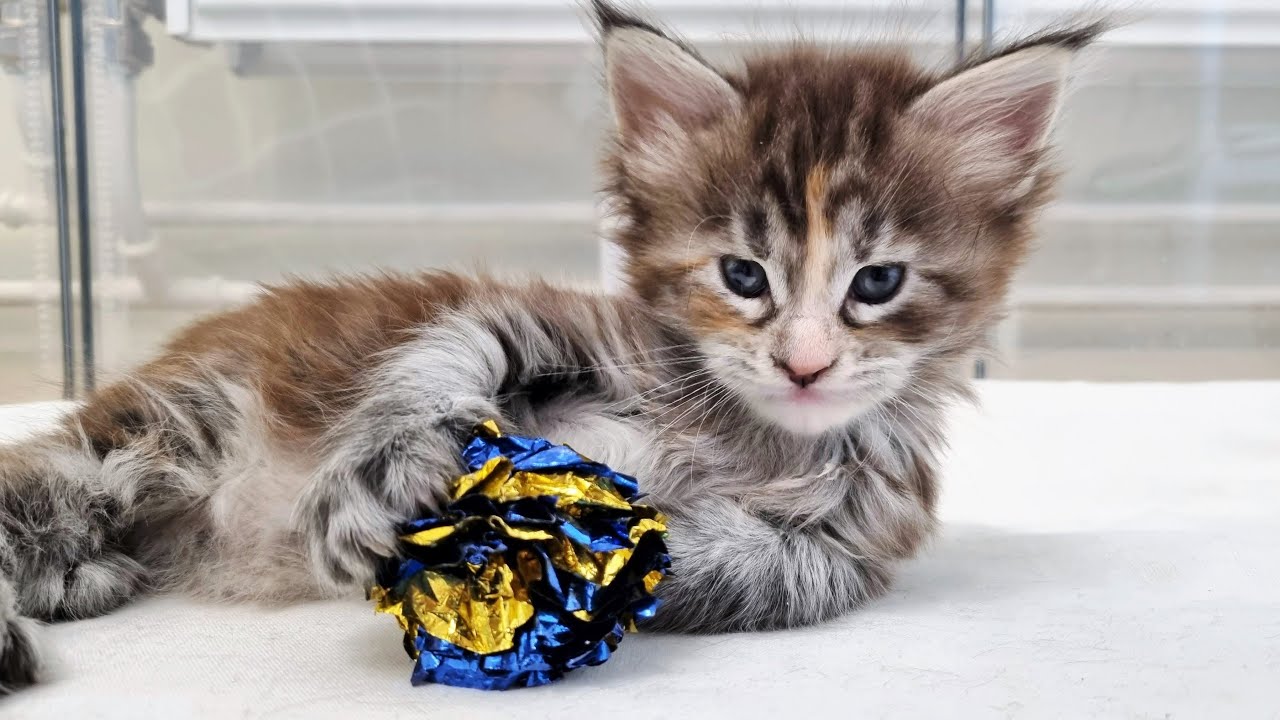 Little Kittens Trying to Understand How to Play With Toys!
