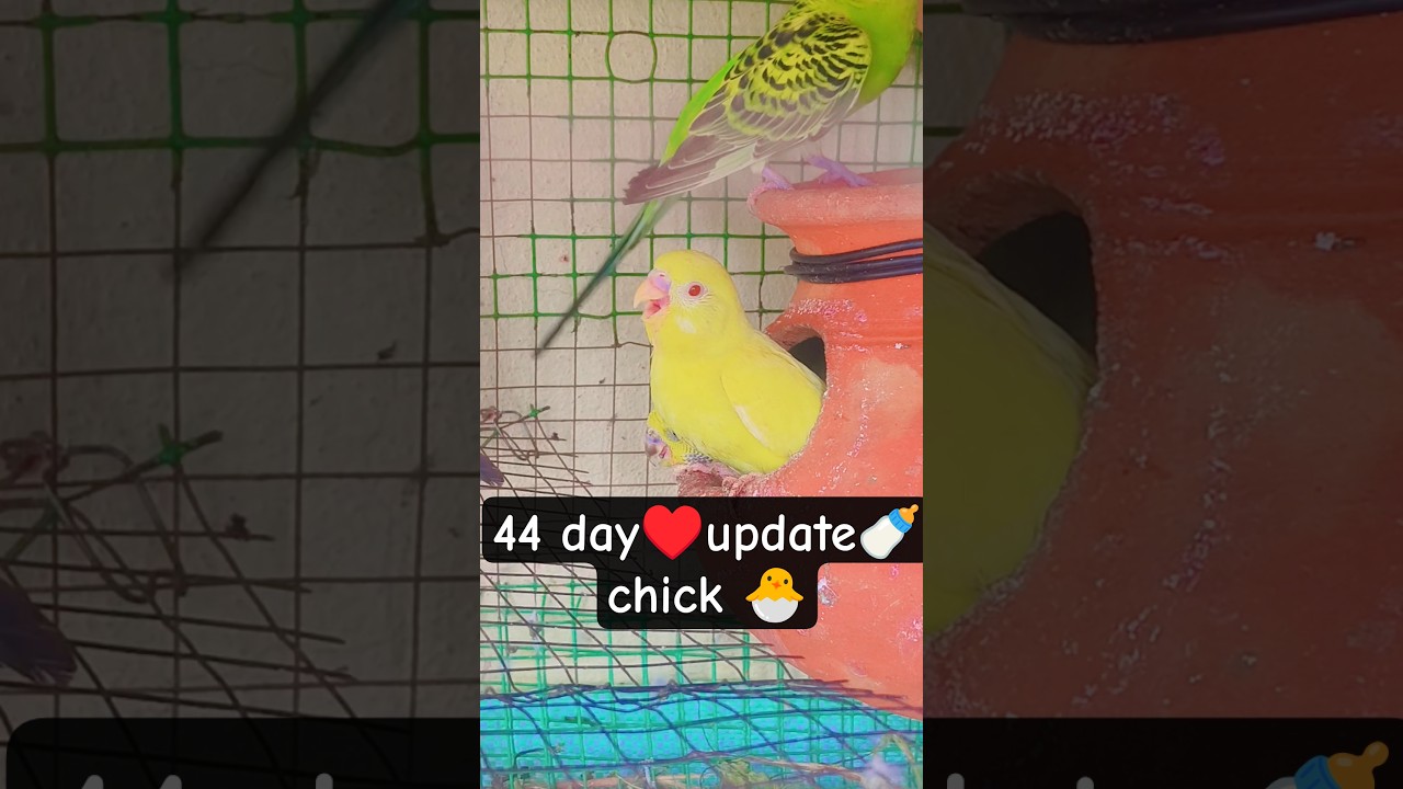 #shorts#shortsfeed#trending#viral#birds#chicks#beautiful#feedshorts#cute #love#youtube#youtubeshorts