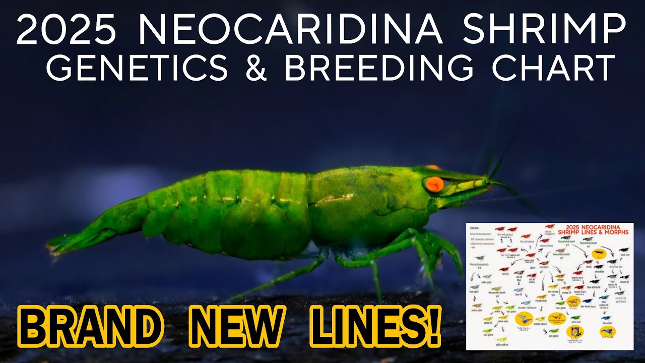 2025: НОВЫЕ цвета и линии креветок Neocaridina. Генетическая таблица для разведения вишнёвых крев...