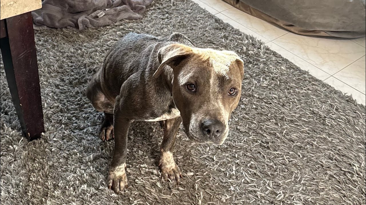 Scarlet’s Rescue Story: From the Streets to a Loving Home | GeoBeats Interview