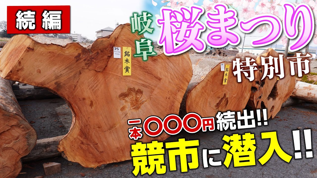 【続編】桜まつり特別市×競市に密着！岐阜で見つけた“日本が誇る銘木原木”の世界とは？