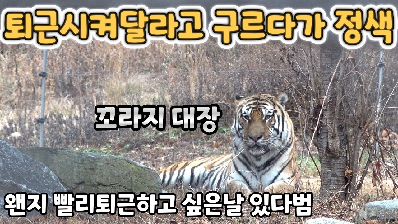 (4K) 혼자 엄청 꼬라지내다가 퇴근하는 태범이 - 백두대간수목원 / 한국호랑이 / 호랑이숲