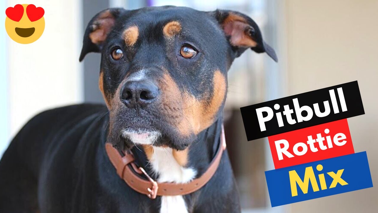 Rottweiler Pitbull Mix-Breed (Pitweiler) | Should you get a Pitweiler for your Family? 😲