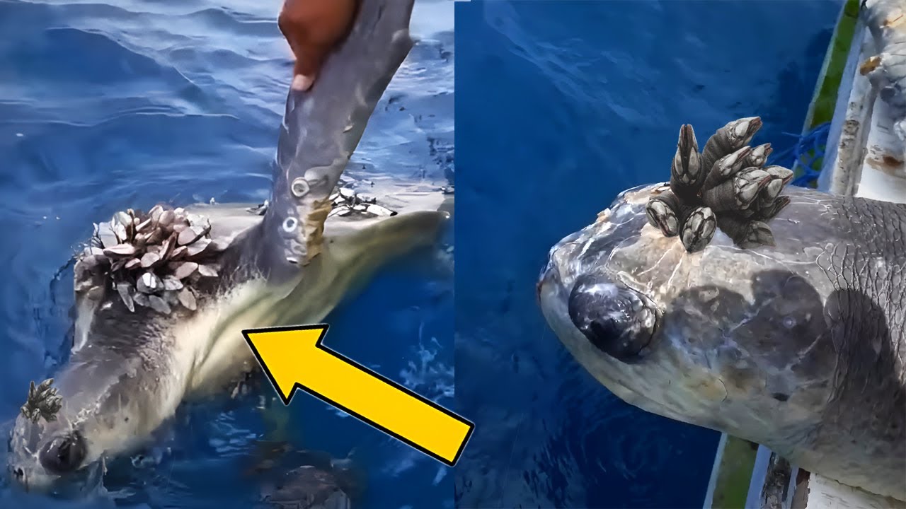 5 Худших случаев БАРНАКЛОВ на МОРСКИХ ЧЕРЕПАХАХ (Часть 2) 🐢 Спасение животных #29