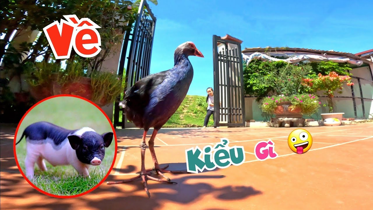 Trích Cồ Bất Ngờ Đuổi Ngọc Mai Ra Khỏi Nhà Và Chuồng Nuôi Lợn Đã Sắp Xong / Quế Nghịch