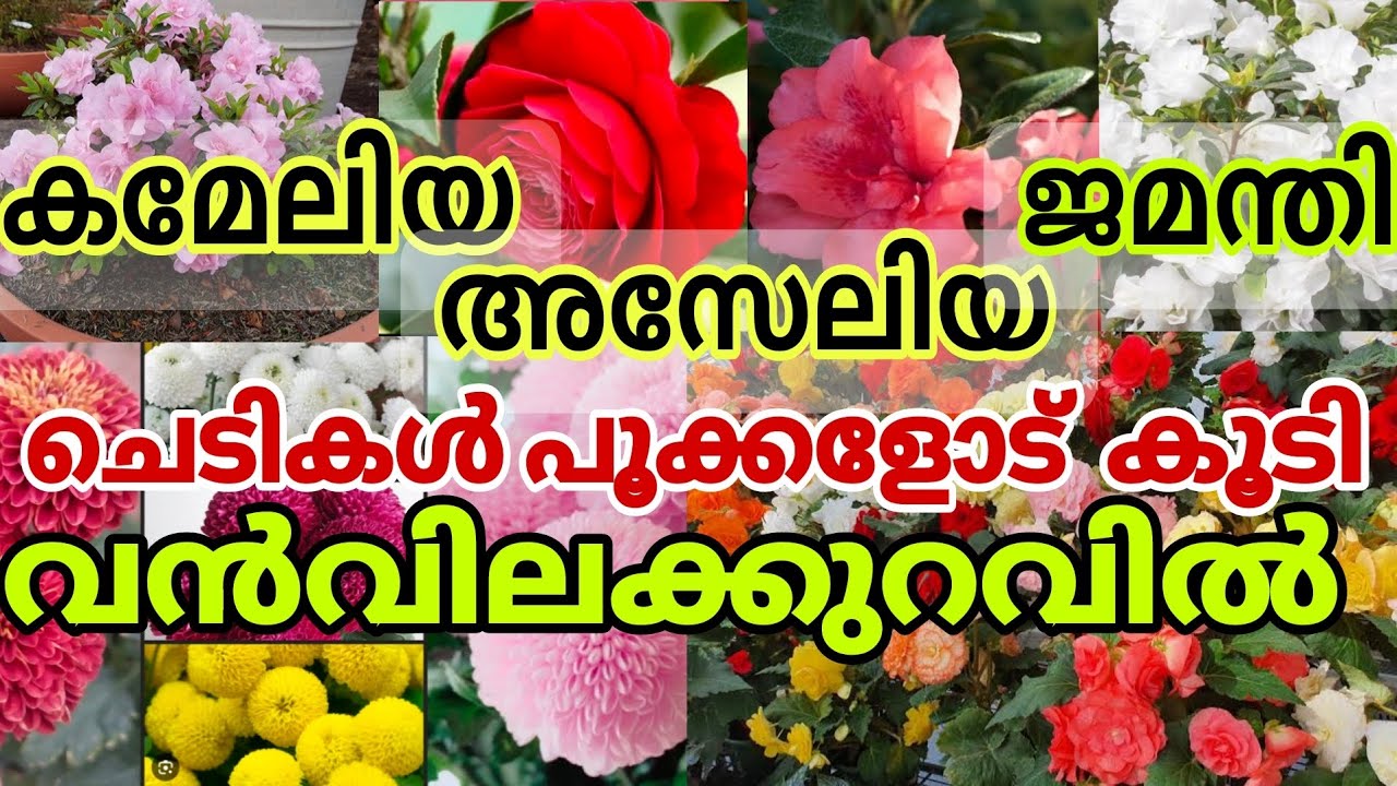 💥✨🌼 വിലക്കുറവിൽ പൂക്കളോട് കൂടിയ നമ്മൾ ആഗ്രഹിച്ച ചെടികൾ #garden #plants #offer