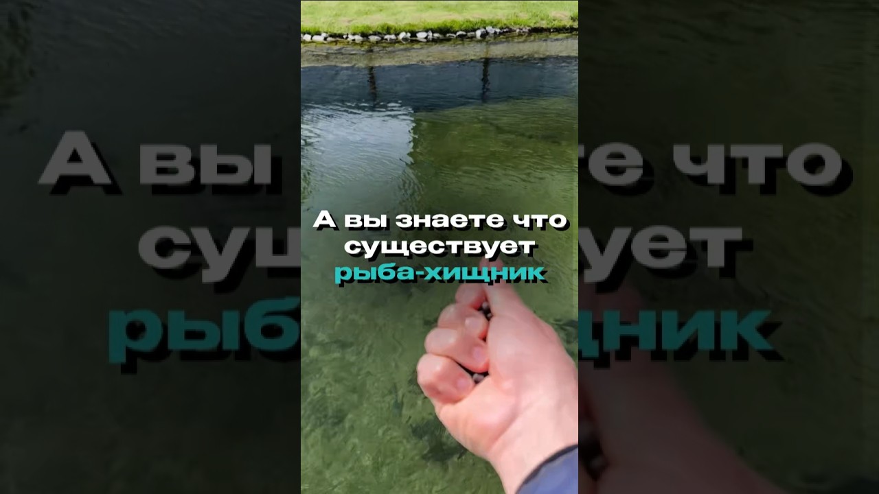 Что будет, если выпустить щуку в пруд ?