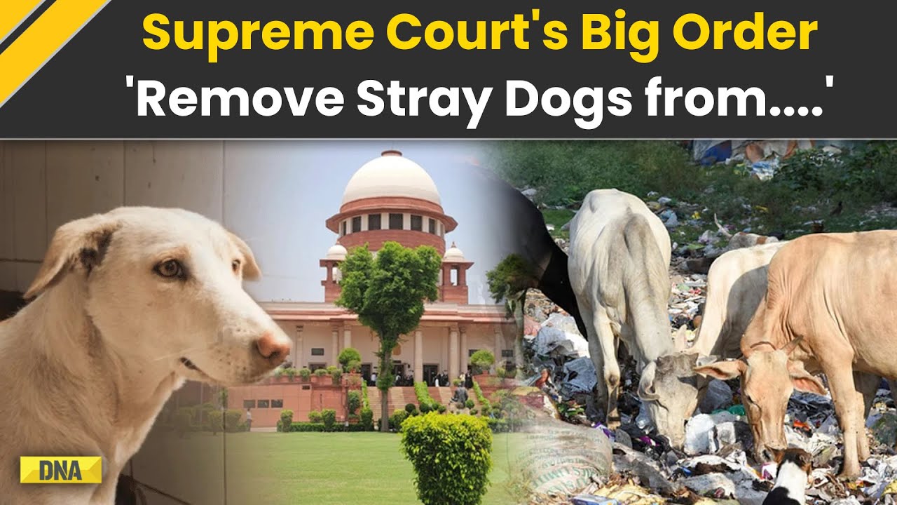 Supreme Court On Stray Dogs: SC Orders Removal of Stray Dogs From Education Centres, Hospitals And..