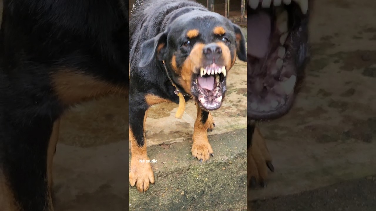 dog barking sounds to make your cat go  crazy #viral #dog #angrypuppy #angrydog #cutepet #pets