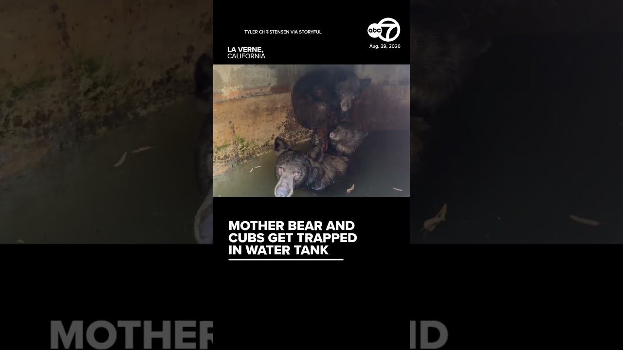 Mother Bear and Cubs Get Trapped in Water Tank