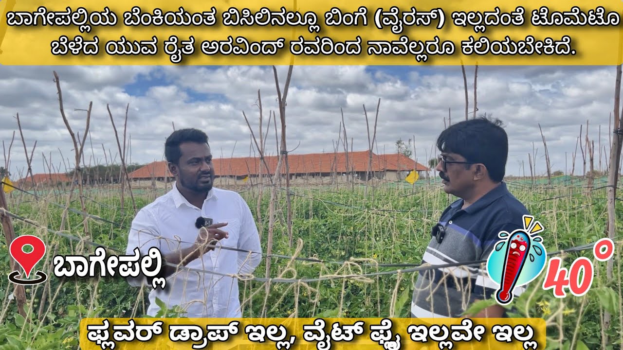 ಬಿಳಿ ನೊಣಗಳ ಯಶಶ್ವಿ ಹತೋಟಿಯಿಂದ ವೈರಸ್ ಮುಕ್ತ ಟೊಮ್ಯಾಟೋ ಬೆಳೆಯಲು ಸಾಧ್ಯ | ಬಾಗೇಪಲ್ಲಿ | Bagepalli | Tomato