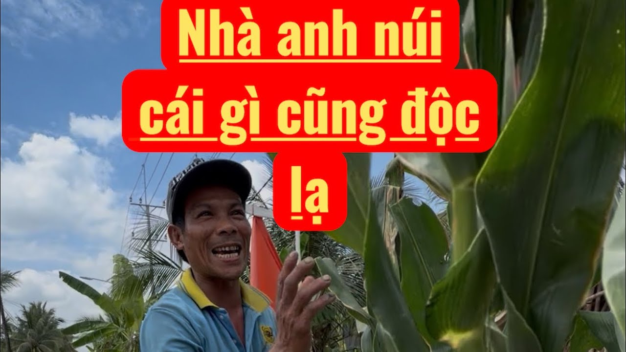 Anh núi bất ngờ phát hiện cây bấp độc lạ trước nhà 