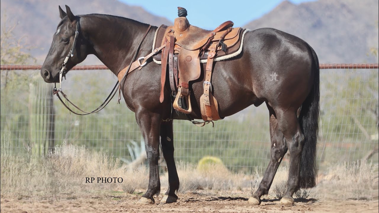 BLACKLIST 🖤 2020 AQHA Gelding Offered on HorseBid