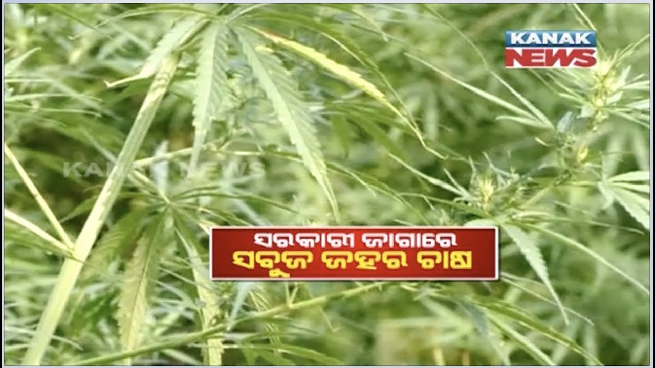 Operation Sabuja Jahara: Offence Cultivation Of Ganja In Govt Field At Boudh Dist