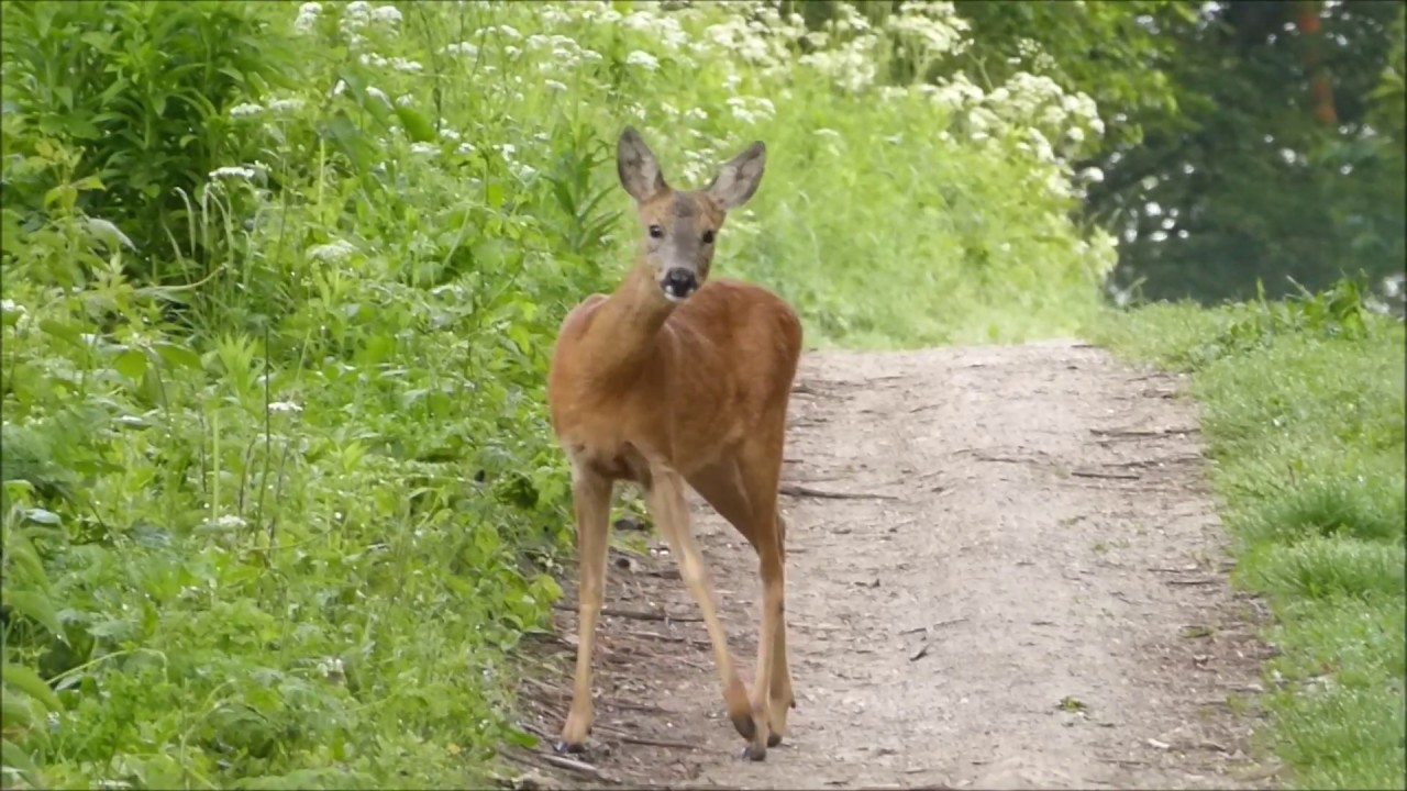 Doe as she watches me watching her :)