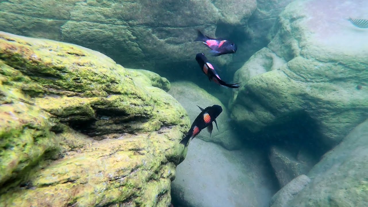 Swimming With Cichlids - Tropheus sp. black - Mahale National Park