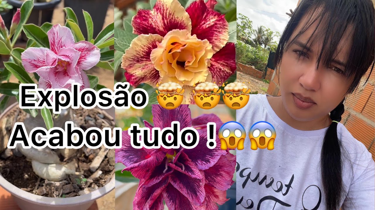 EXPLOSÃO 🤯 TÁ ACABANDO TUDO !! 😱😱DICAS DE CULTIVOS !!#rosadodeserto #dicas 