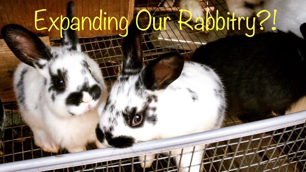 DIY Rabbit Cage Build (Part 1)