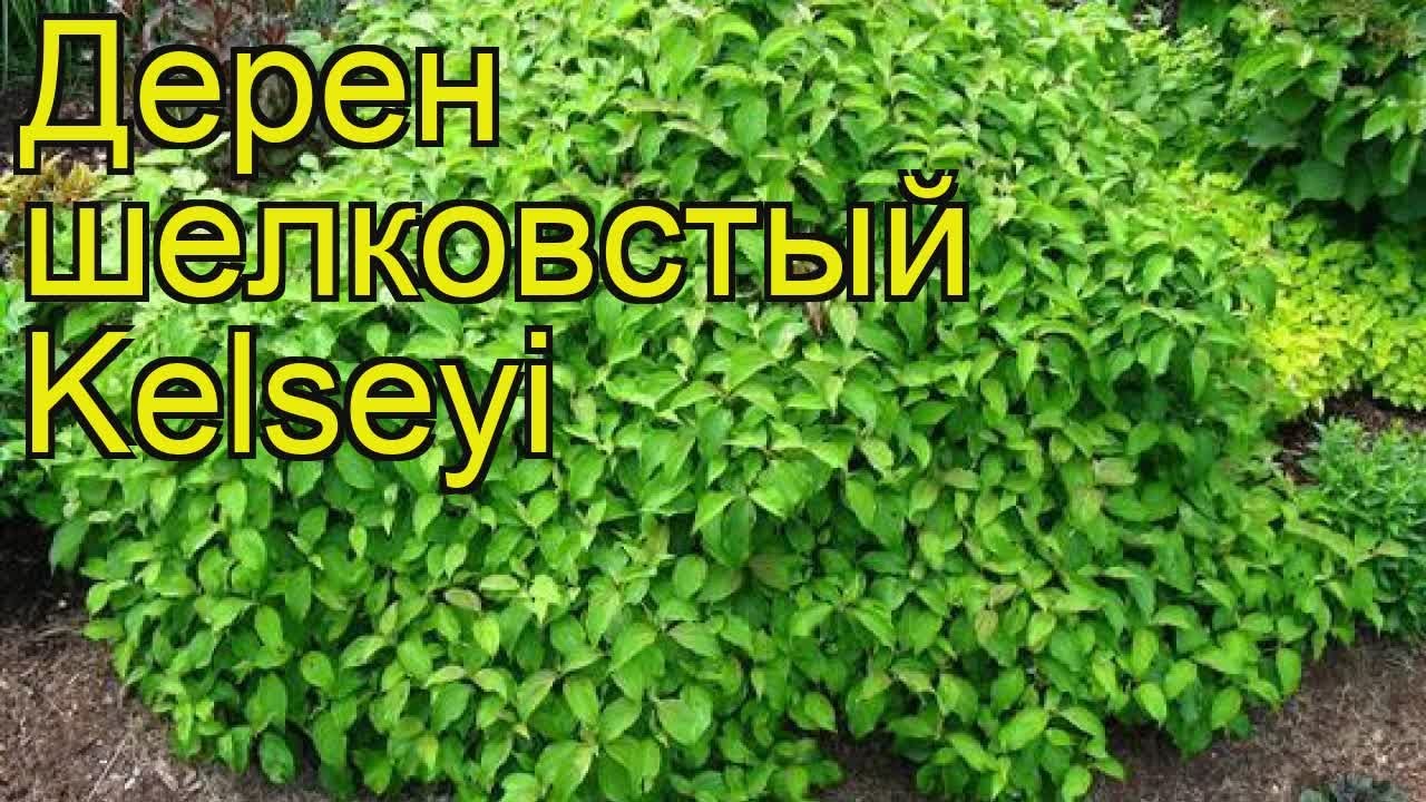 Дерен шелковистый Келси. Краткий обзор, описание характеристик cornus sericea Kelseyi