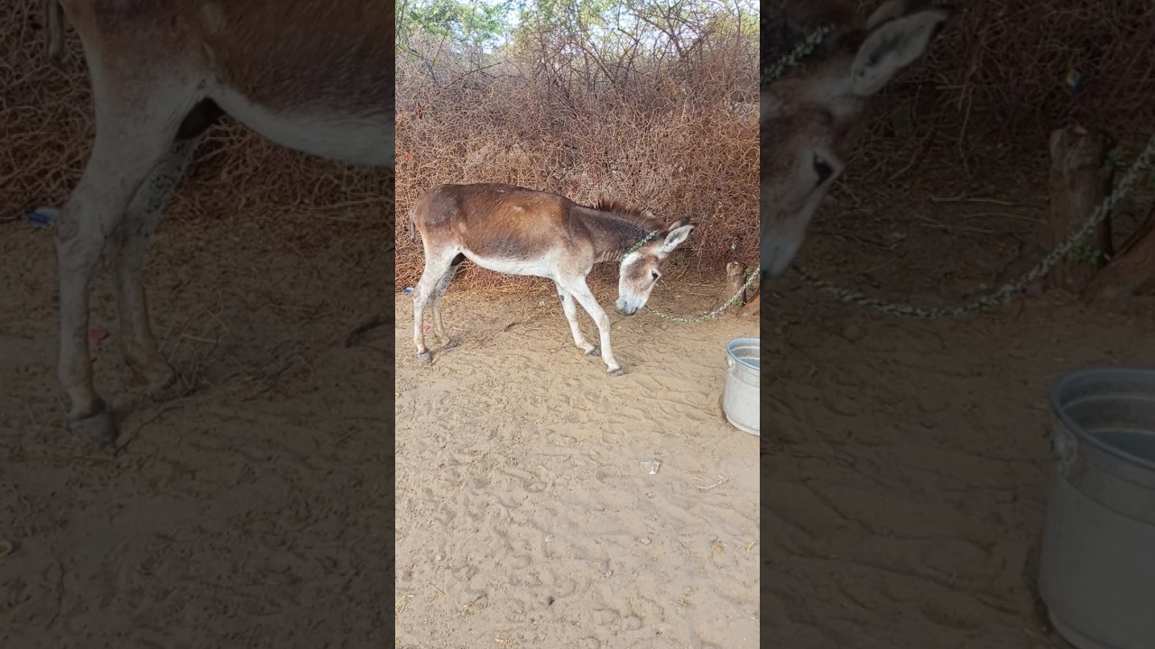 Wow donekey is jungal #animalshorts #trendingshorts #viralvideo