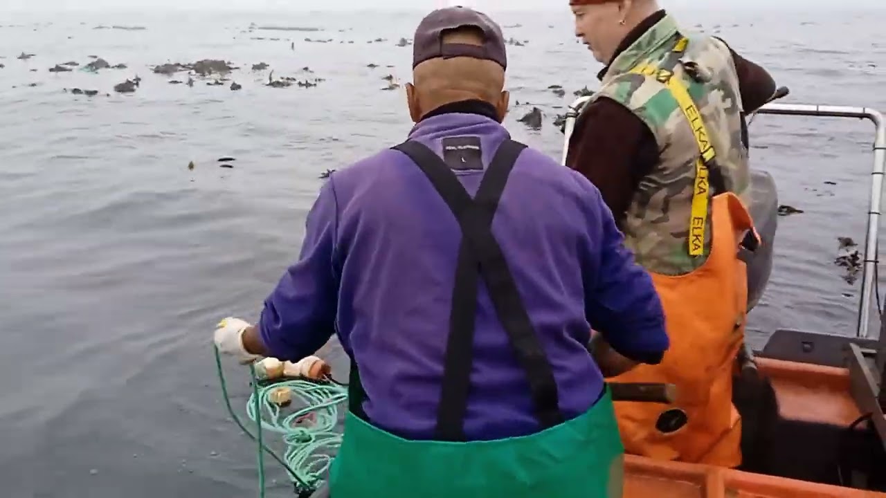West Coast Crayfish Hunt in Jacobs Bay! 🦞 Epic Day on Antares