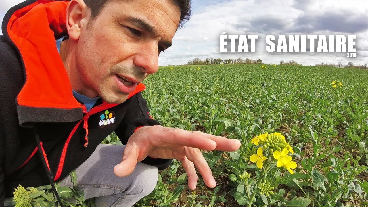 État sanitaire de toutes les cultures - 2018